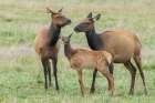 Elk calf seeking comfort among the adults, Colorado Art Print